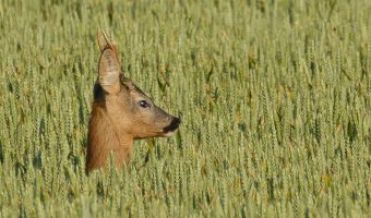 Afbeelding voor Ego en het maaiveld